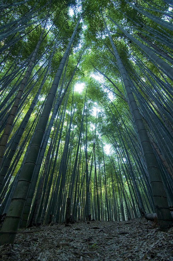 Nature Photograph - Vertical Bamboo Forest by Aaron Bedell