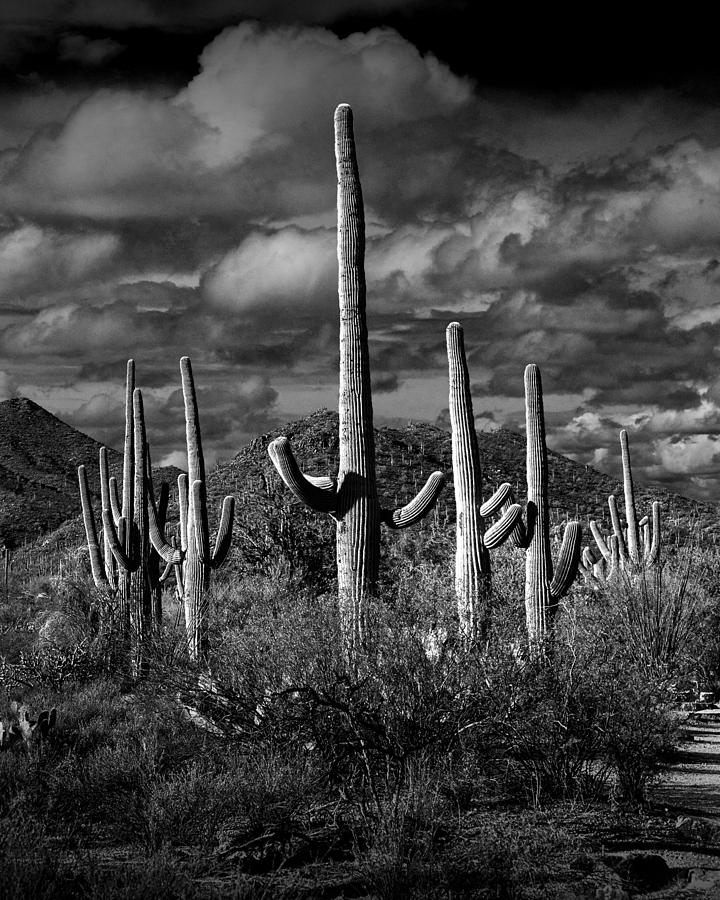 Vertical Black and White Saguaro Cactuses in Saguaro National Park by Tucson Photograph by Randall Nyhof