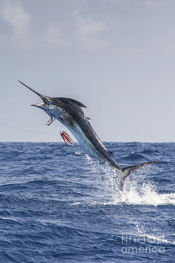 Blue Marlin Photograph - Vertical Blue by Scott Kerrigan