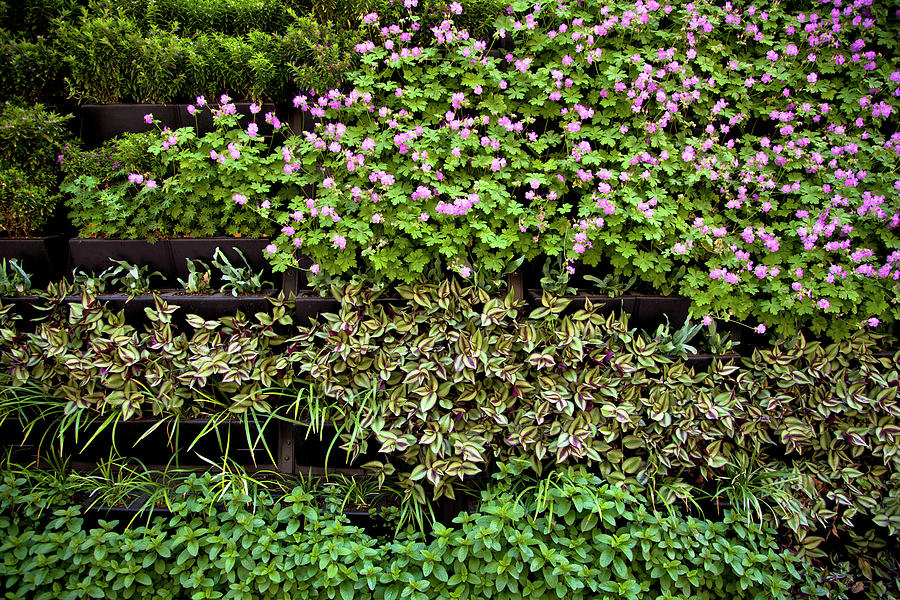 Vertical Garden Detail Photograph by Carlos Sanchez Pereyra