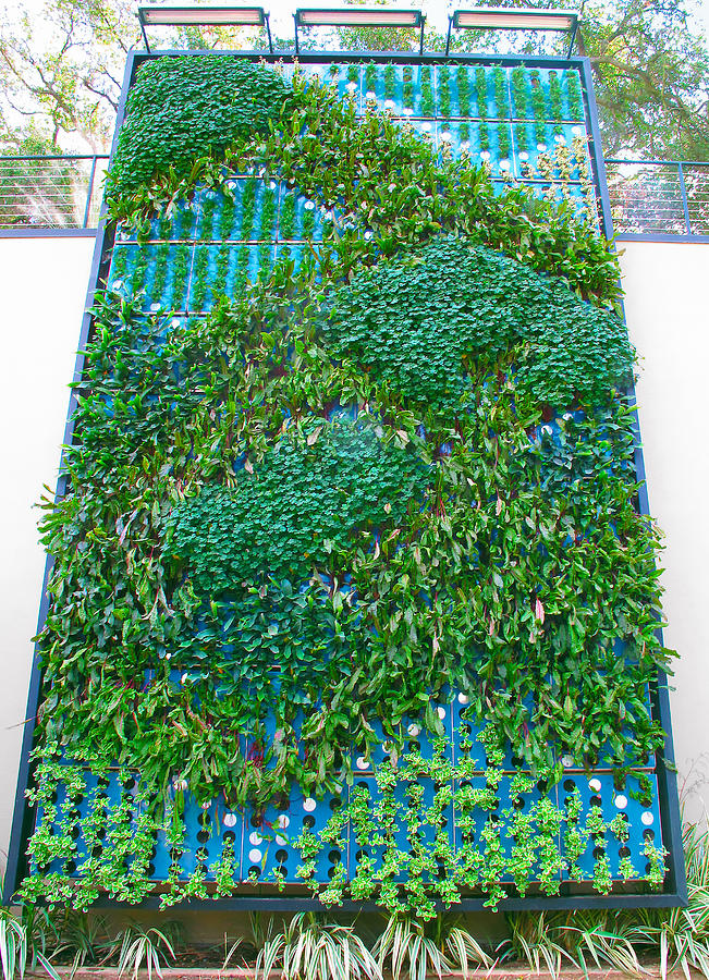 Vertical Gardening - Vertical Garden Green Wall Biowall Ecowall Living Wall Biofilter Photograph