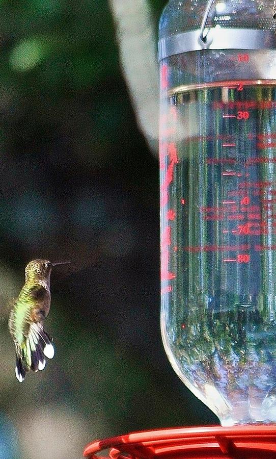 Vertical Green Hummingbird Photograph by Kristina Deane