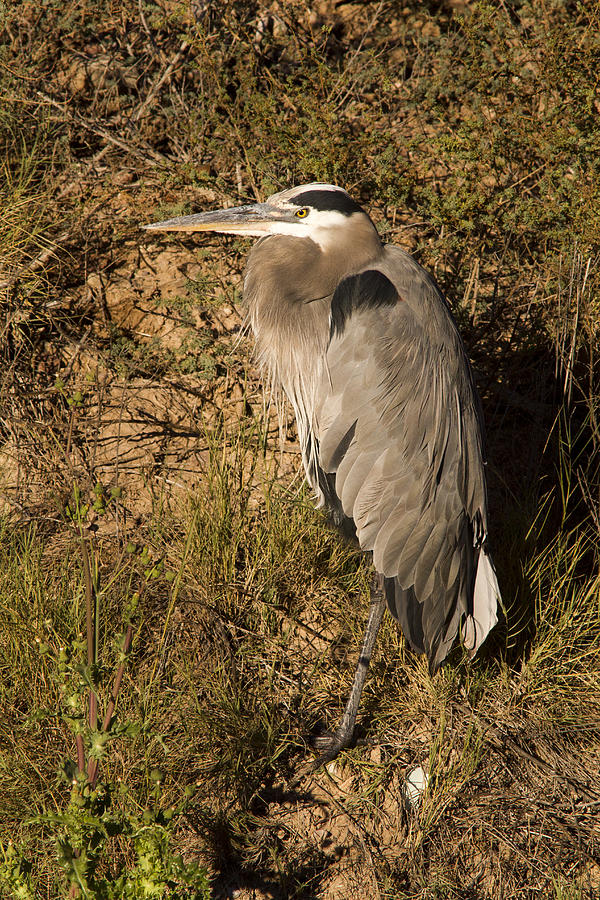 Vertical Heron Basking in the Morning Sun Photograph by Jean Noren