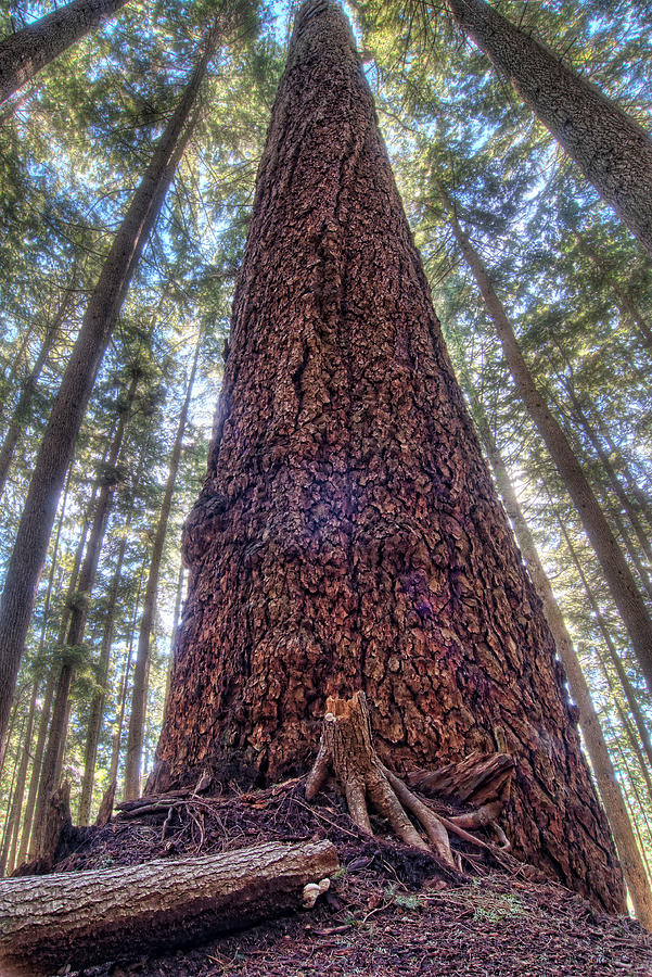 Nature Photograph - Vertical of Massive Tree in Forest by James Wheeler