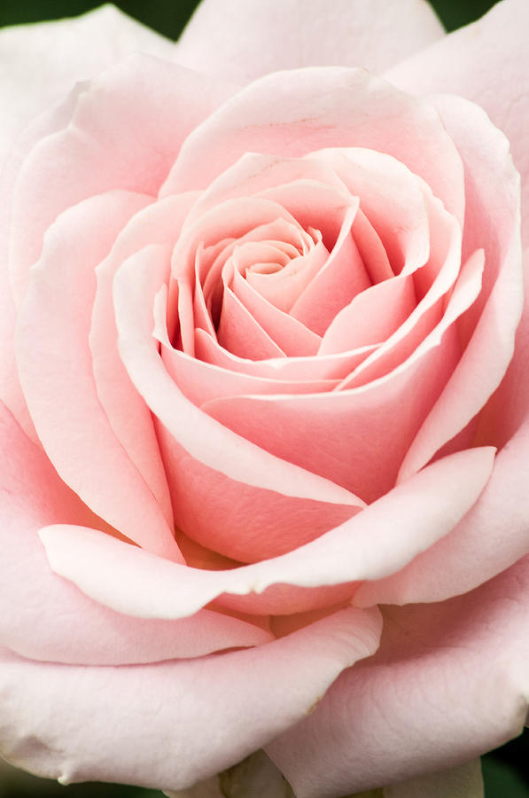 Vertical Pink Rose Photograph by Don Johnson