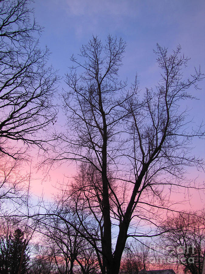 Nature Photograph - Vertical Purple and Pink Sunrise  by Adri Turner