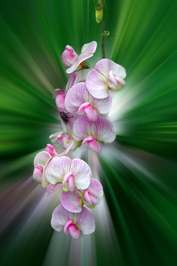 Flower Photograph - Vertical Spray Pink Orchids by Linda Phelps