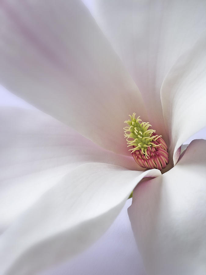 Vertical White Flower Magnolia Spring Blossom Floral Fine Art Photograph Photograph by Nadja Drieling - Flower- Garden and Nature Photography - Art Shop