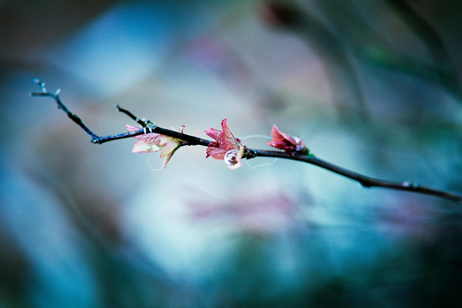 Spring Photograph - Vertigo by Shane Holsclaw