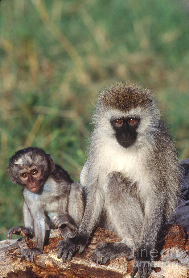 Vervet Monkey Photograph by Art Wolfe