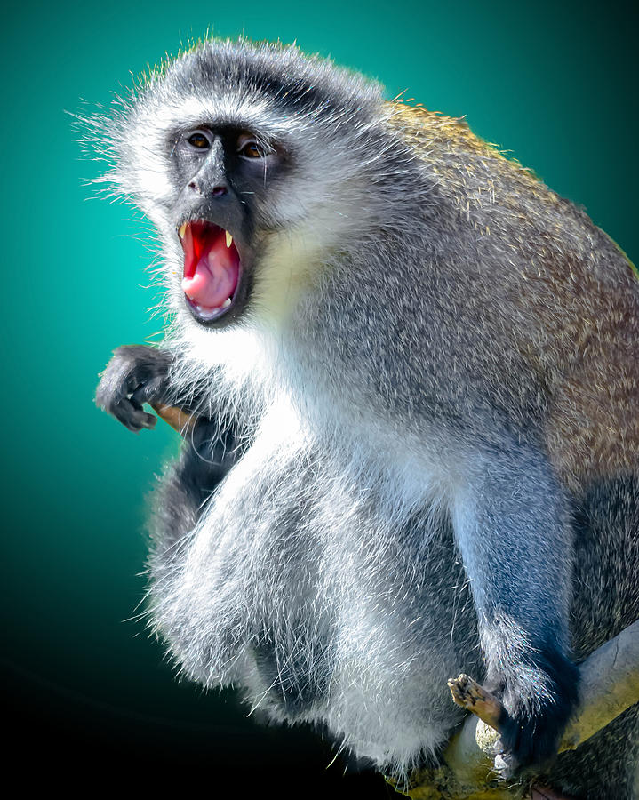 Vervet Monkey Photograph by Brian Stevens