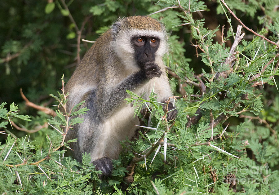 Vervet Monkey Photograph by Chris Scroggins