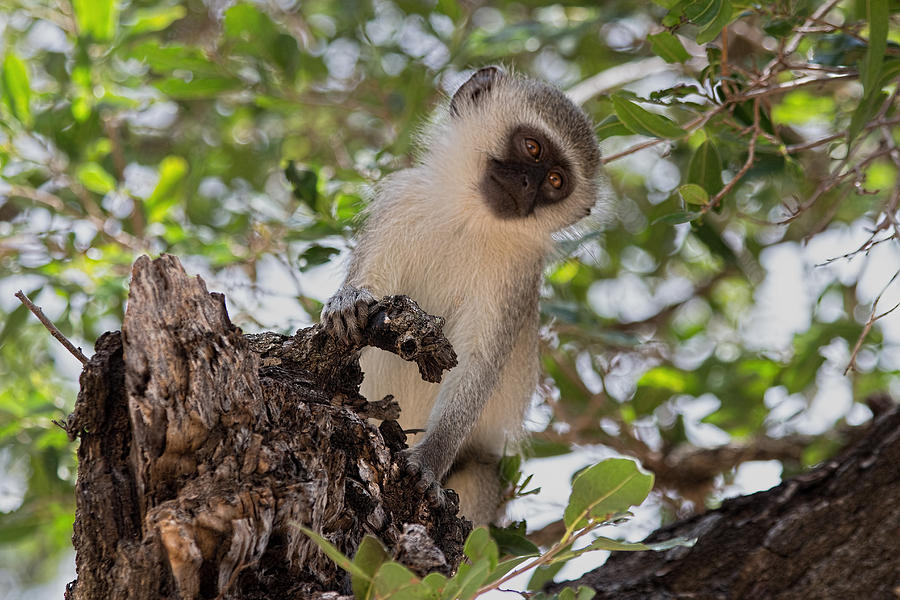 Vervet Monkey Photograph by David Gleeson