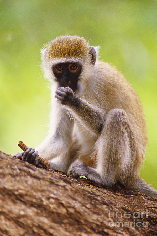 Vervet Monkey Photograph by David N. Davis
