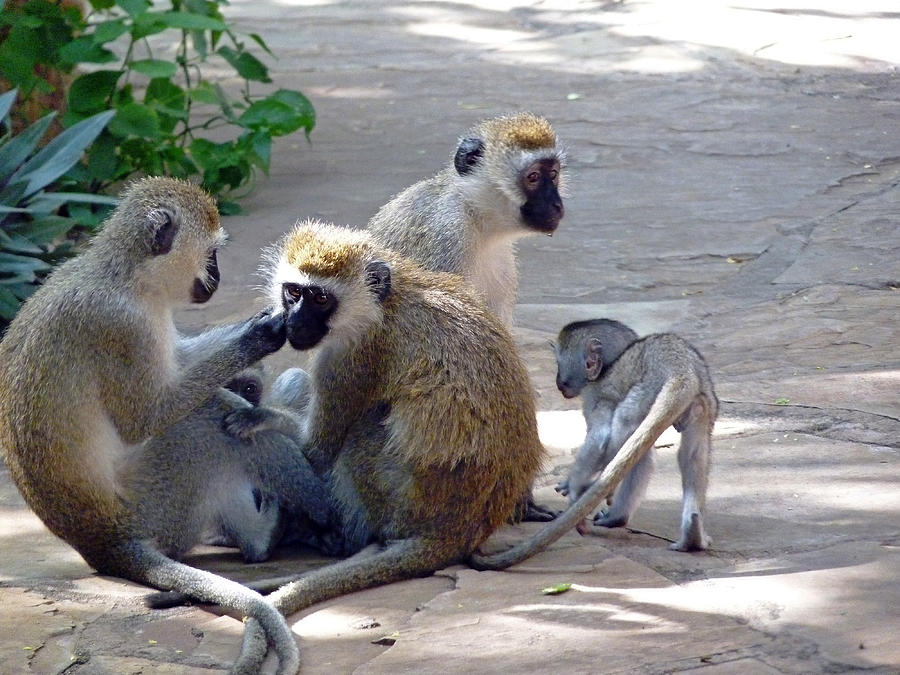 Vervet Monkey Family Group Photograph by Tony Murtagh