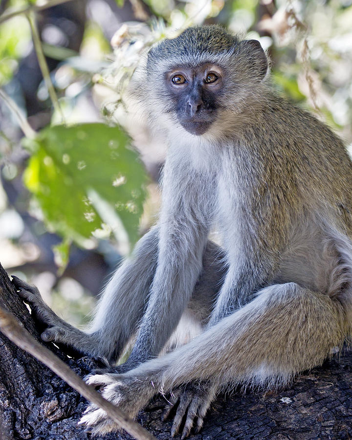 Vervet Monkey Photograph by Gigi Ebert