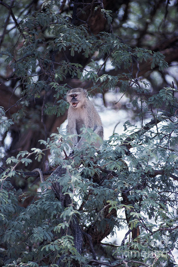Vervet Monkey Photograph by Gregory G. Dimijian