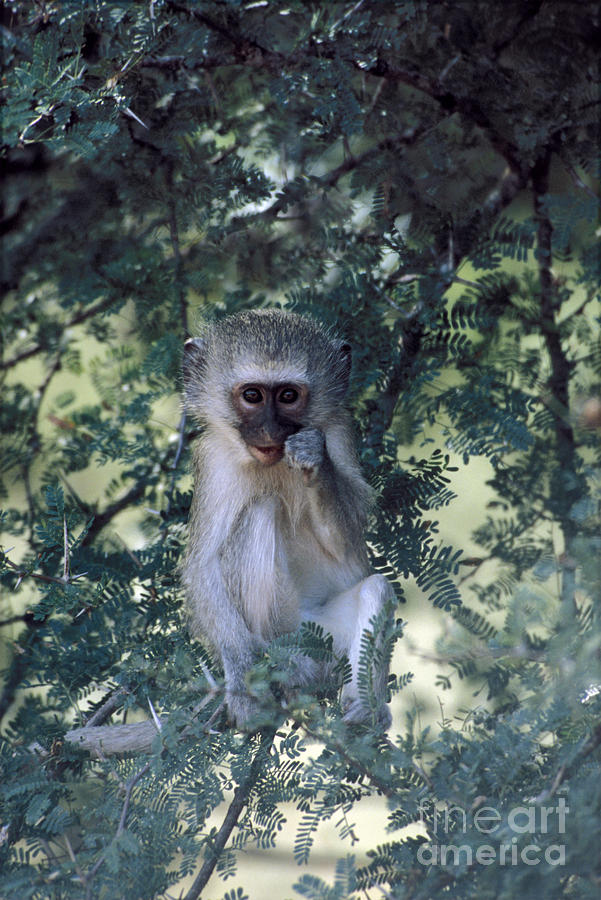 Vervet Monkey Photograph by Mark Newman