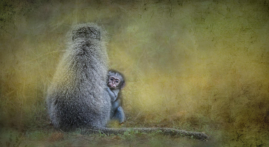 Nature Photograph - Vervet Monkey mother and baby by Ronel BRODERICK