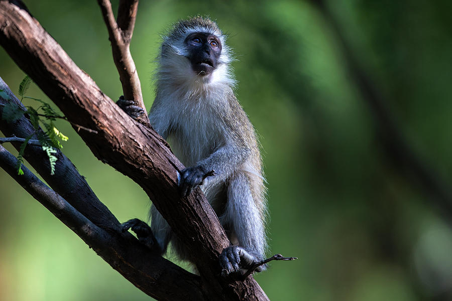Vervet Monkey On Tree Photograph by Manoj Shah