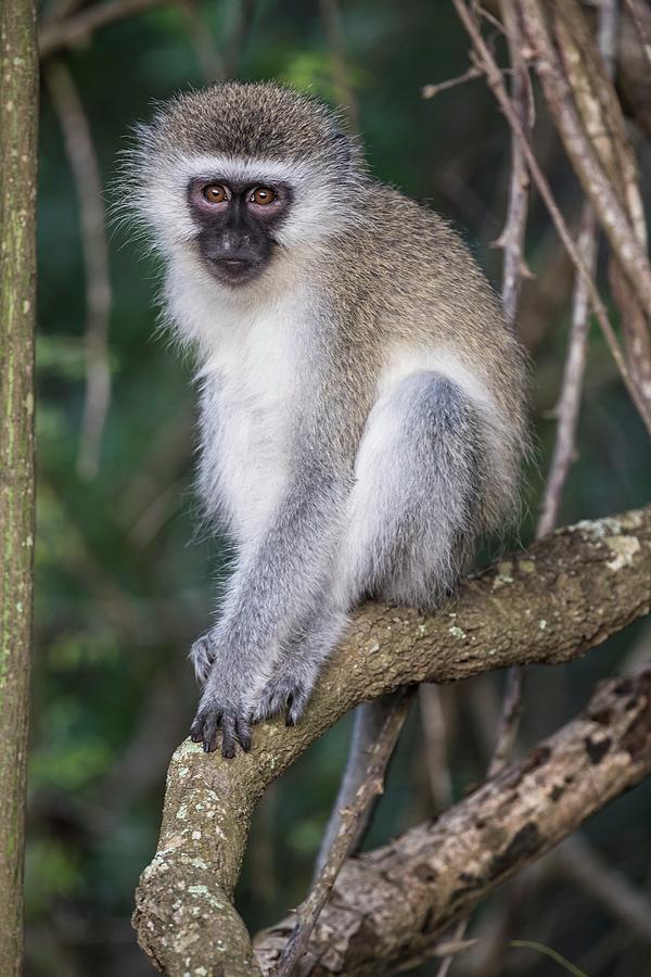 Vervet Monkey Photograph by Peter Chadwick/science Photo Library