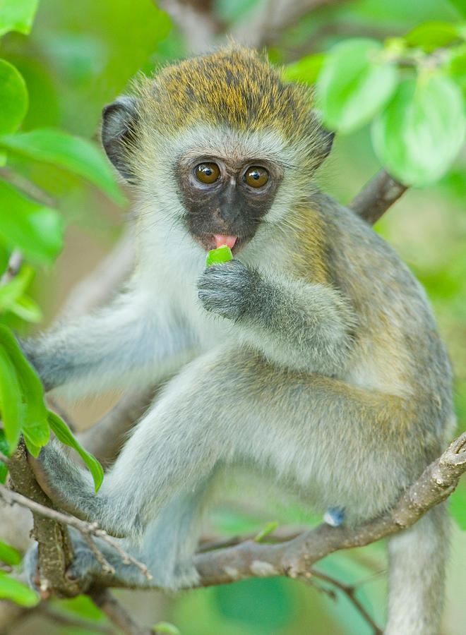 Vervet Monkey Sitting On A Branch Photograph by Panoramic Images