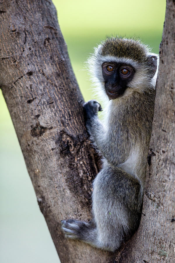 Vervet Monkey Sitting On A Tree Photograph by Manoj Shah