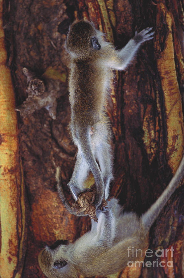 Vervet Monkeys Photograph by Art Wolfe