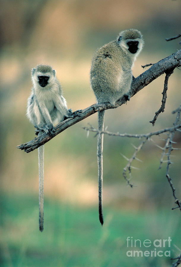 Vervet Monkeys Photograph by Gregory G. Dimijian