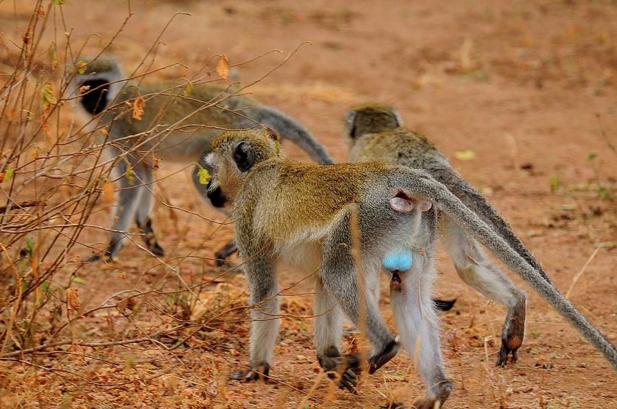 Vervet Monkeys In Africa Photograph by Beck Photography - Fine Art America