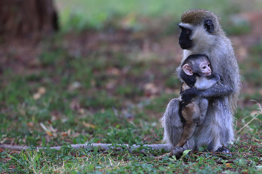 Vervet Mother With Baby Photograph by Manoj Shah Vervet Mother With Baby Photograph by Manoj Shah