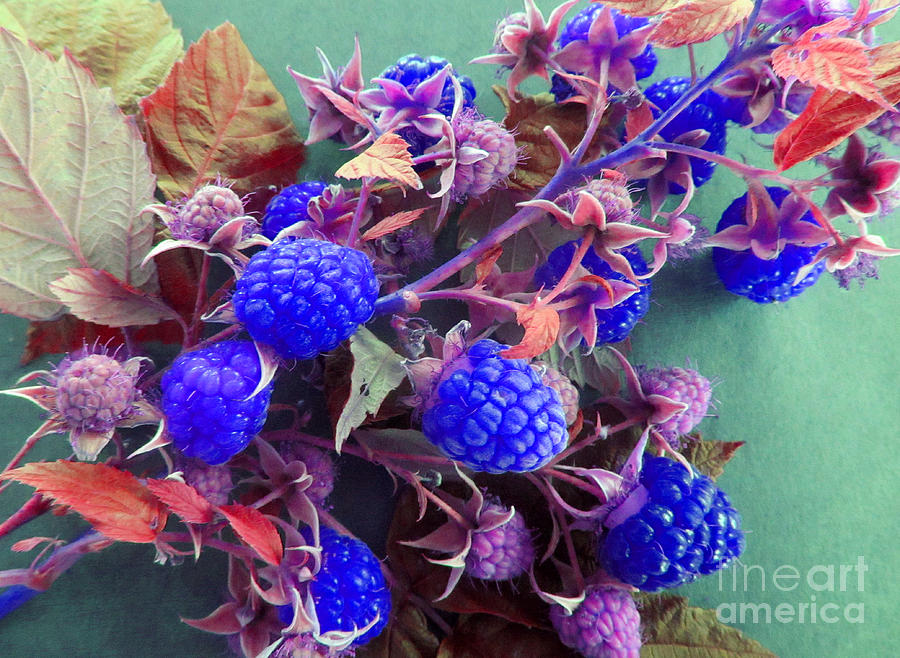 Raspberry Photograph - Very Blue Berries by Tina M Wenger