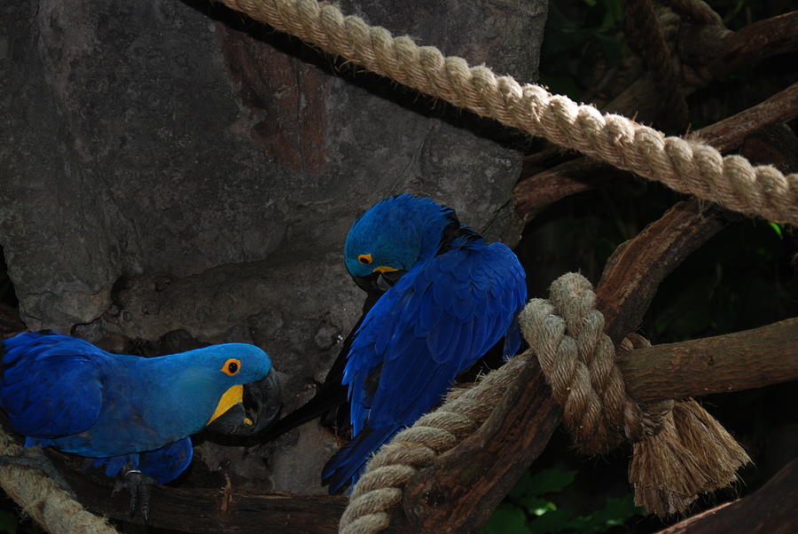 Bird Photograph - Very Blue Birds by Joseph Desiderio