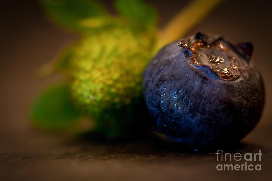 Very Blueberry by Patricia Bainter Very Blueberry by Patricia Bainter
