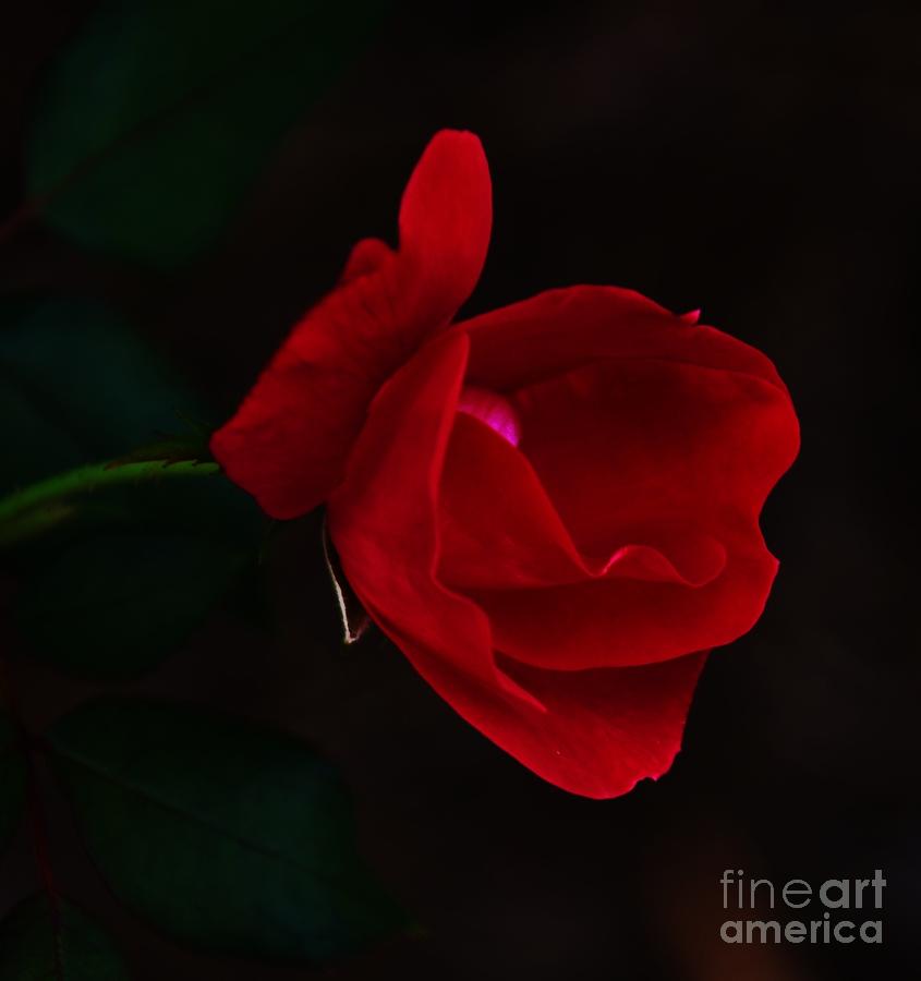 Very Deep Red Rose On Black Photograph by Bob Sample