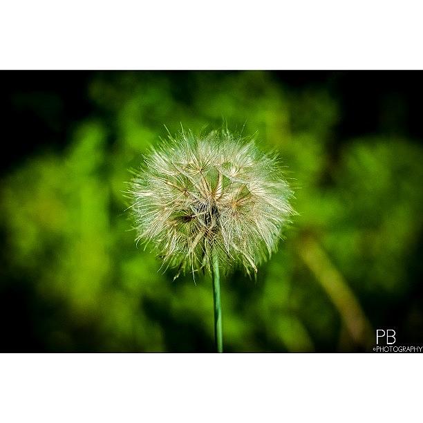 Nature Photograph - Very Detailed. #nikon #nikond60 by Pb Photography
