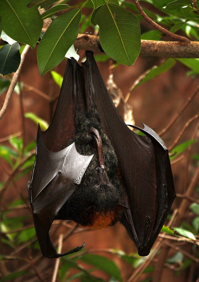 Nature Photograph - Very Fruity Bat by David Nicholls