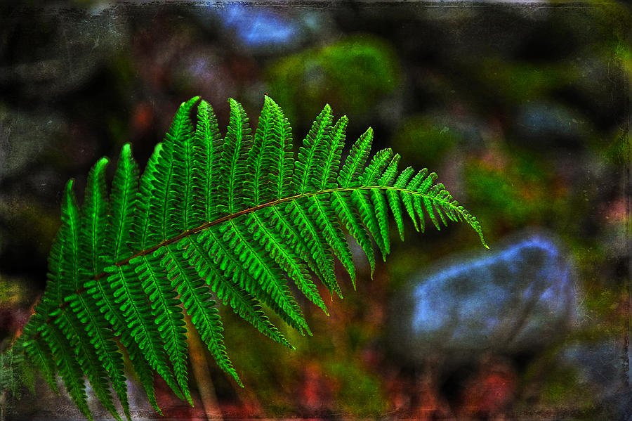 Very Green Fern Photograph by Randi Grace Nilsberg