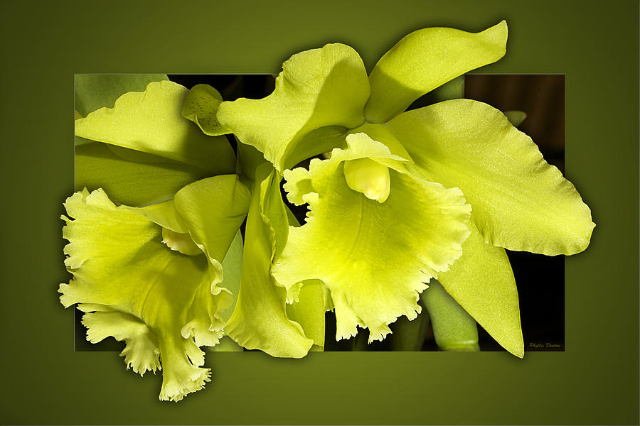 Flower Photograph - Very Green Orchids by Phyllis Denton