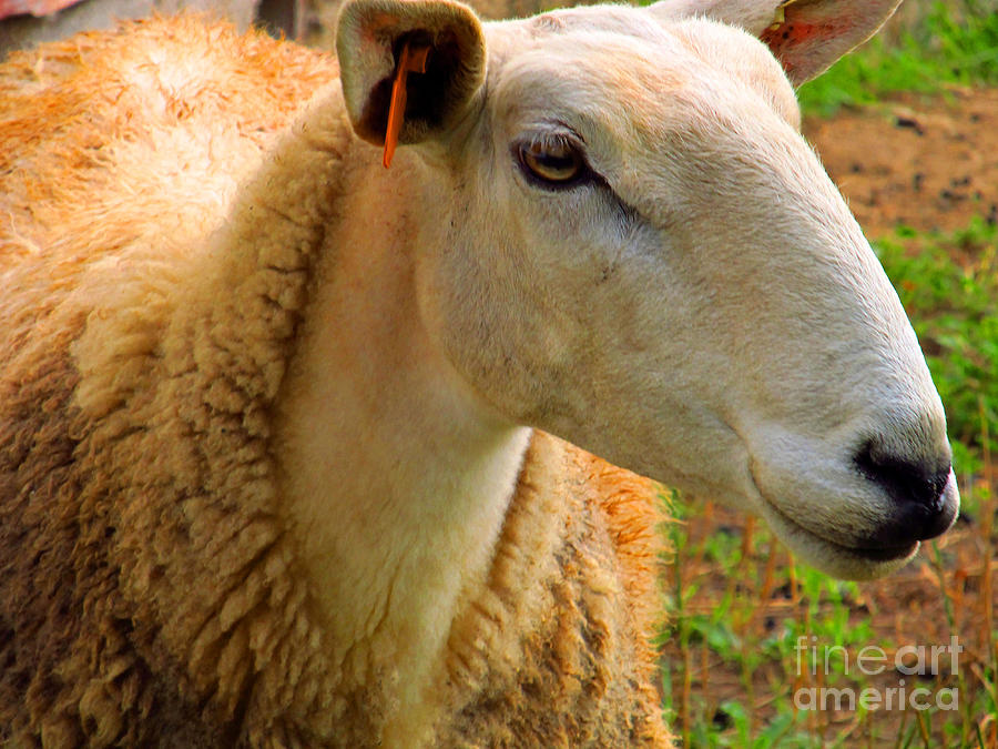 Sheep Photograph - Very Long Face by Tina M Wenger