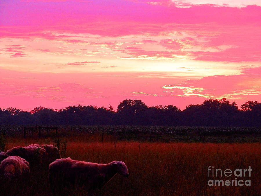 Very Lovely Pink Early Winter Sunrise Photograph