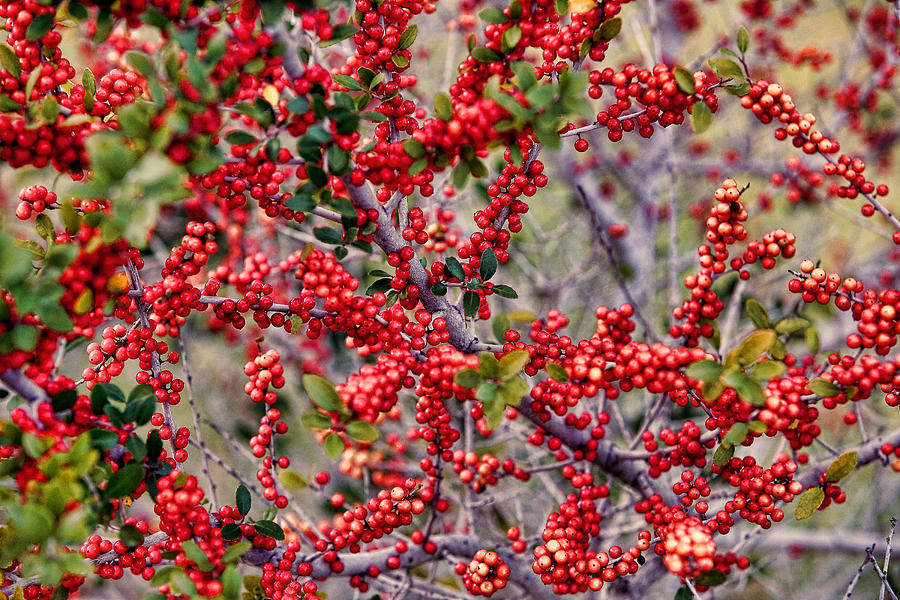 Very Many Red Berries Photograph by Linda Phelps