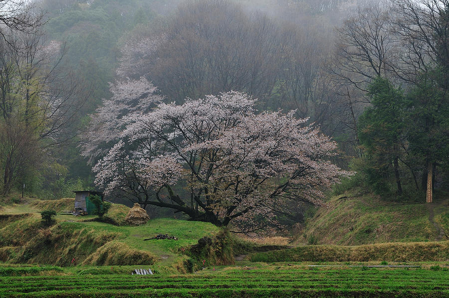 Very Old Cherry Blossoms Tree Photograph by Takeshi.k