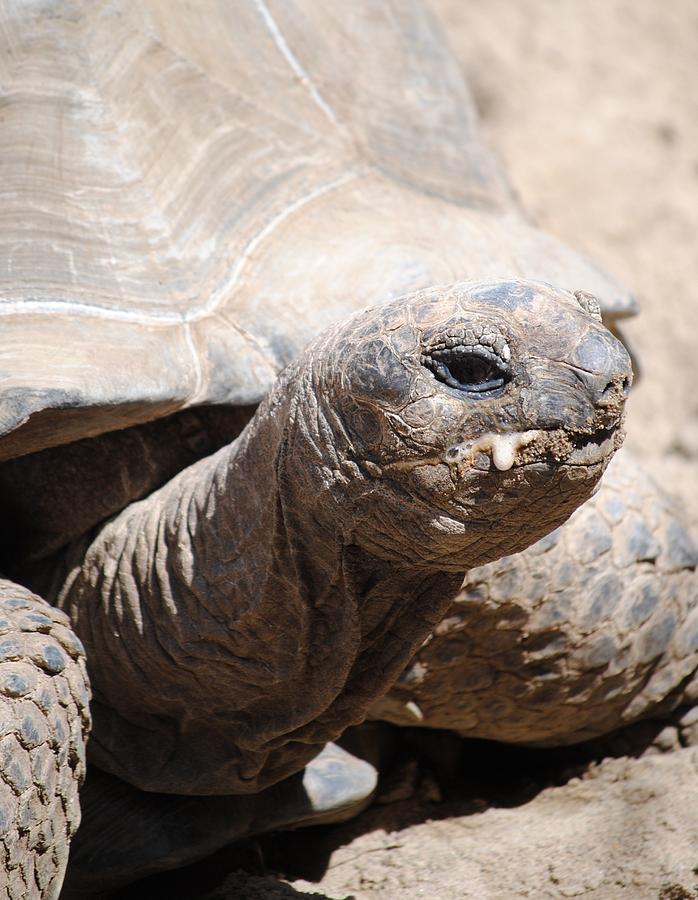 Very Old Turtle Photograph by Tammy Burgess - Fine Art America