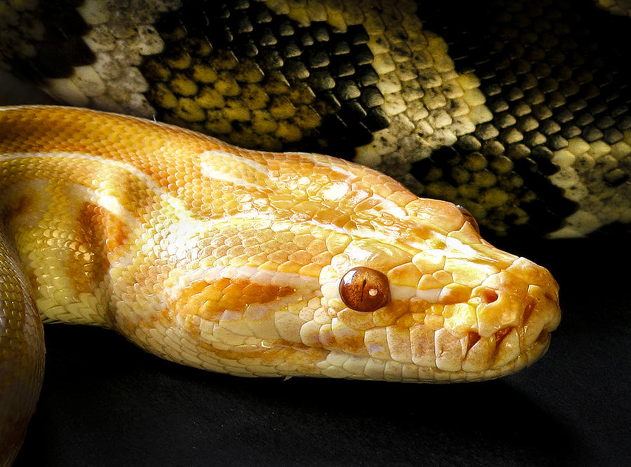 Animal Photograph - Very Spooky Snakes by Jean Noren