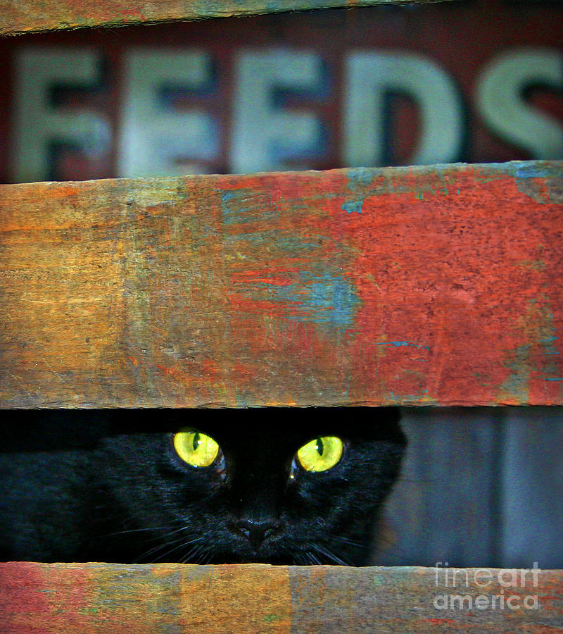 Very Supersticious  Photograph by Beth Ferris Sale
