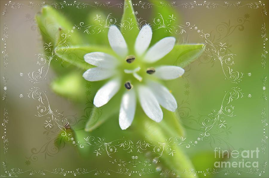 Very Tiny white flower Photograph by Debbie Portwood