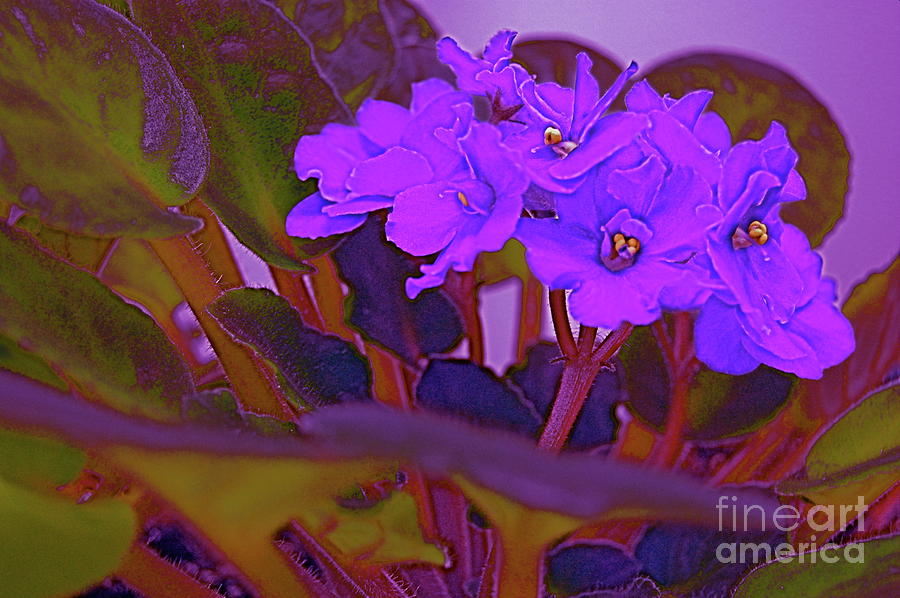 Flower Photograph - Very Violets  by First Star Art