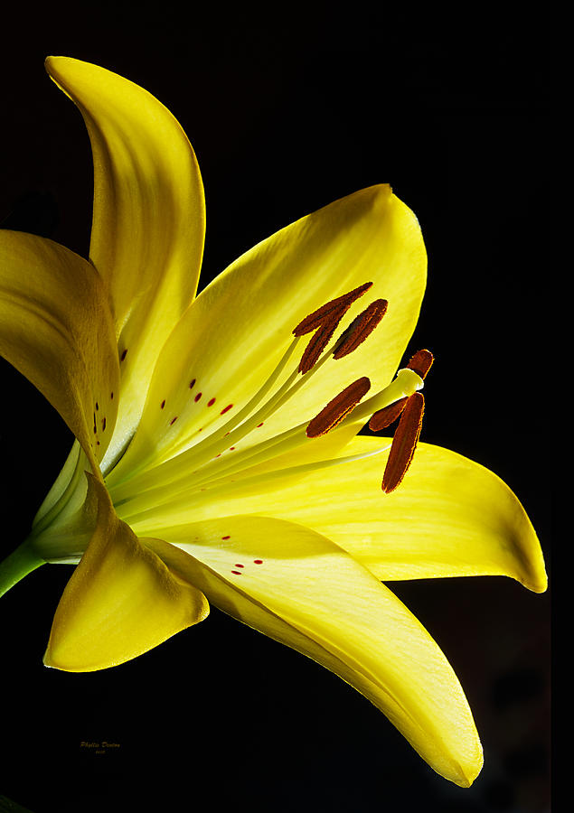 Very Yellow Lily Photograph by Phyllis Denton