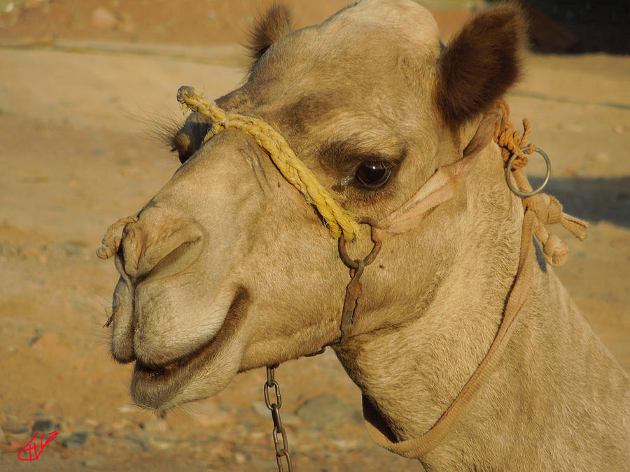 Very Young Camel in Sinai Egypt Photograph by Colette V Hera Guggenheim